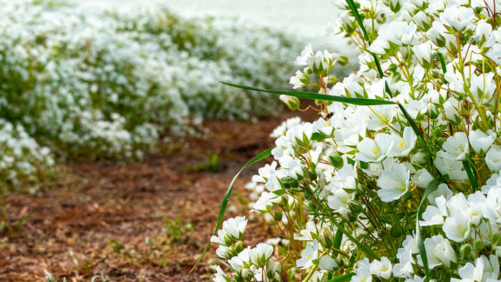 A pathway through the meadowfoam fields filled with gorgeous white flowers